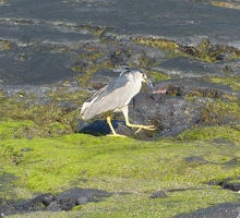 Black-crowned Night Heron